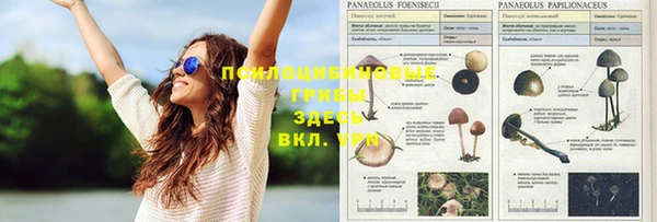 прущая мука Вязьма