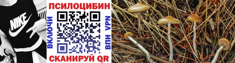KRAKEN как войти  Ишим  Галлюциногенные грибы Psilocybine cubensis 